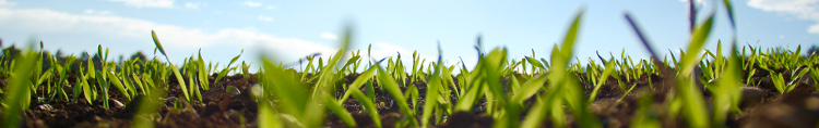 Fresh sprouts in a field